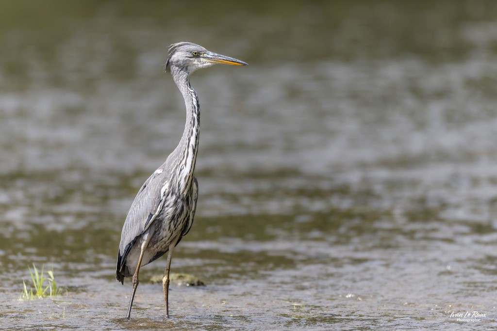 Héron cendré  - Eure-et-Loire (28) - 2024, ivan Le Roux Photographe