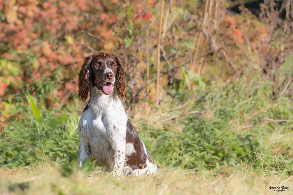 Tina -  Une "Journée de Woof" 2024  - Beaumont-le-Roger (27) - Ivan Le Roux photographe