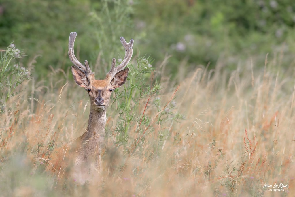Période des "vélours" Cerf - Normandie - Eure (27) - 2024 Ivan Le Roux photographie