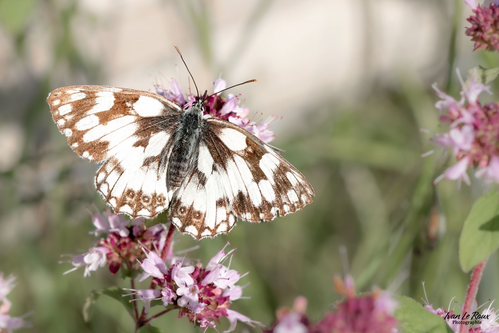 Papillonnage - Romilly-la-Puthenaye (27) - 2024 Ivan Le Roux photographie normandie