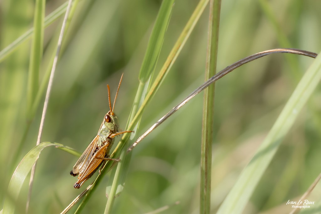 Et que ça saute ! - Sauterelle - Romilly-la-Puthenaye (27) - 2024 - Canon EOS R7, Sigma 105mm F2.8 EX DG OS HSM, 105 mm, 1/800s, f/8 ISO 800  Priorité Ouverture Ivan Le Roux Photographie