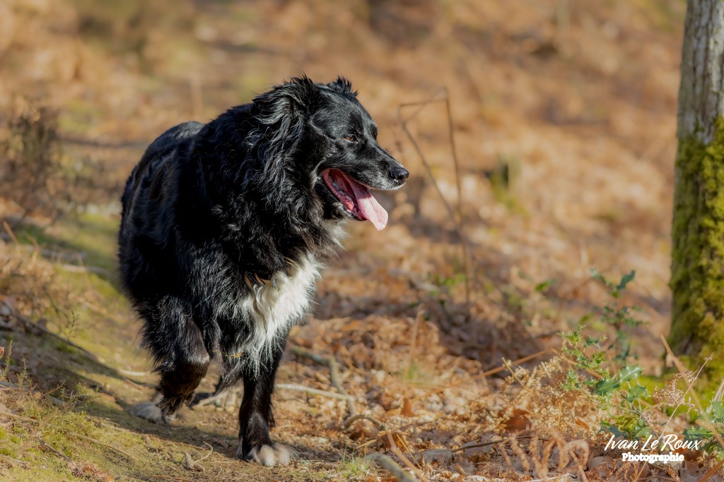 "Choupa" en ballade dans la  forêt de Romilly-la-Puthenaye (27) - 2022 - Canon EOS R7 -  Sigma 105mm F2.8 EX DG OS HSM, 105 mm Photographe Ivan Le Roux Ilr  photographie