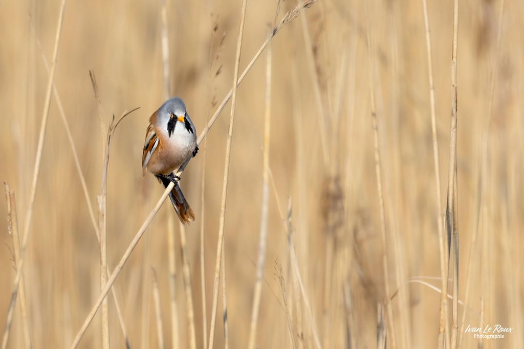 Monsieur Panure à Moustache - Réserve Naturelle de l'Estuaire de la Seine  (76) - 2023 - Canon EOS R7 -  Sigma 500 mm F/4 OS HSM SPORTS Photographe Ivan Le Roux ILR Photographie Normandie