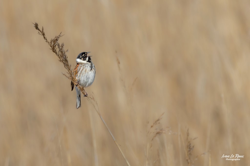 Le Bruant des roseaux chante - Réserve Naturelle de l'Estuaire de la Seine  (76) - 2023 - Canon EOS R7 -  Sigma 500 mm F/4 OS HSM SPORTS photographe ivan le Roux ILR Photographie