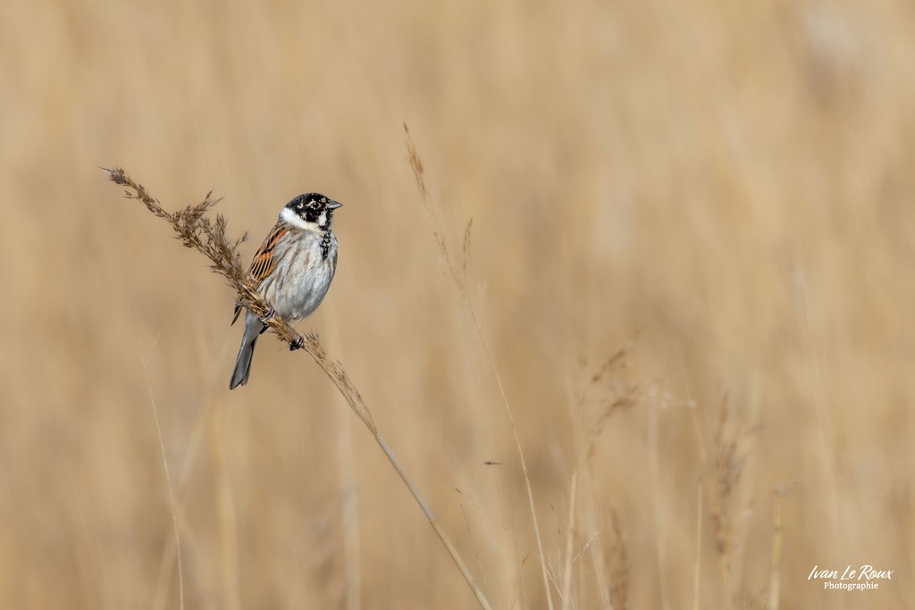 Le Bruant des roseaux - Réserve Naturelle de l'Estuaire de la Seine  (76) - 2023 - Canon EOS R7 -  Sigma 500 mm F/4 OS HSM SPORTS 500 mm  Photographe Ivan Le Roux ILR Photographie