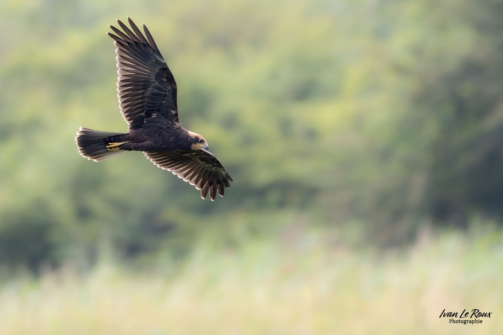 Busard des roseaux - Romilly-la-Puthenaye (27) - 2024 - Ivan Le Roux photographie Normandie