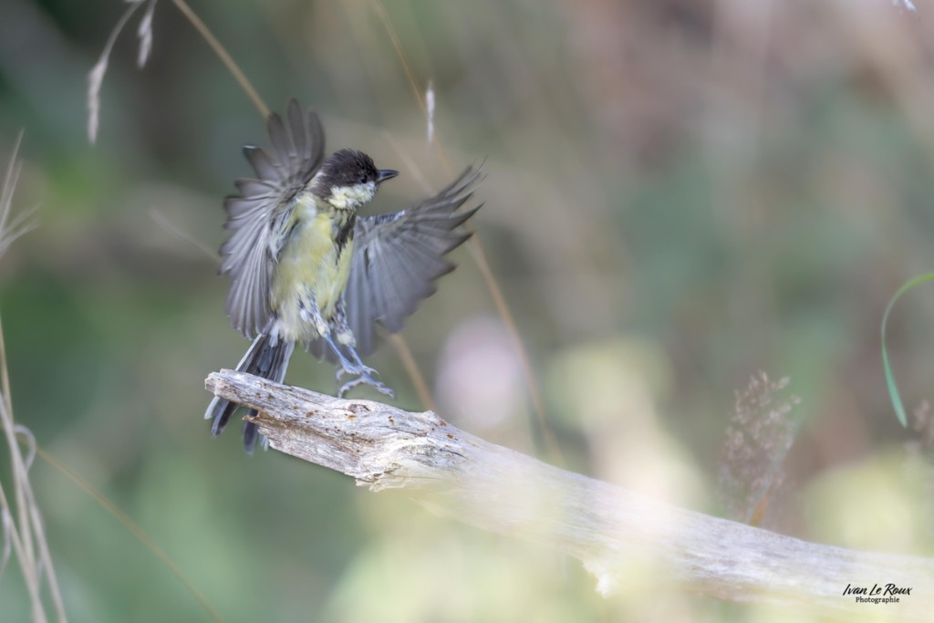 Mésange charbonnière  - Romilly-la-Puthenaye (27) - 2025 - Ivan Le Roux  Photographe Normandie