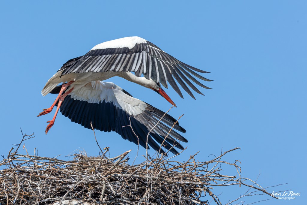 Cigogne Blanche au dessus de son nid - Réserve Naturelle de l'Estuaire de la Seine  (76) - 2023 - Canon EOS R7 -  Sigma 500 mm F/4 OS HSM SPORTS 500 mm  1/2500s, f/7.1 ISO 400  Priorité Ouverture​ Ivan Le ROux Photographie