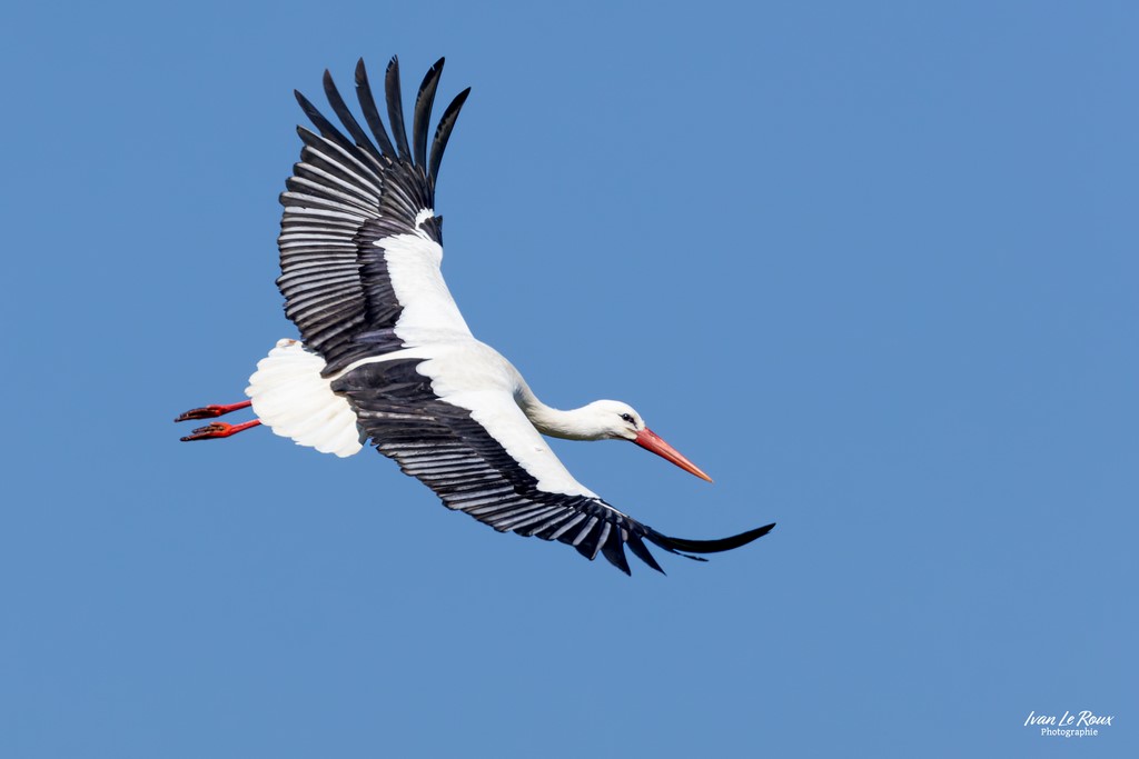 Cigogne Blanche en vol - Réserve Naturelle de l'Estuaire de la Seine  - Le Hode (76) - 2023 - Canon EOS R7 -  Sigma 500 mm F/4 OS HSM SPORTS  ivan Le Roux ILR photographie