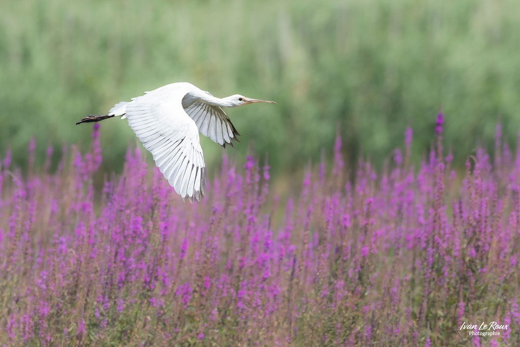 Spatule Blanche juvénile - Ivan Le Roux Photographie