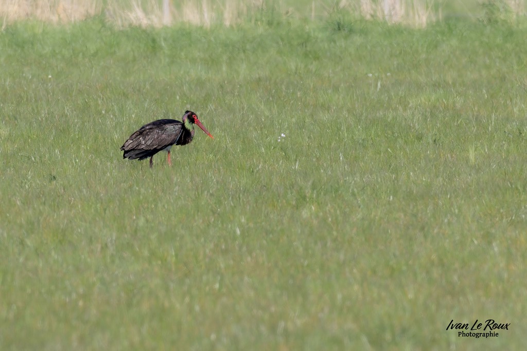 Ivan Le Roux Photographie Cigogne Noire - Réserve Naturelle de l'Estuaire de la Seine  (76) - 2023 - Canon EOS R7 -  Sigma 500 mm F/4 OS HSM SPORTS 500 mm  1/1250s, f/7.1 ISO 400  Priorité Ouverture​ ILR Normandie