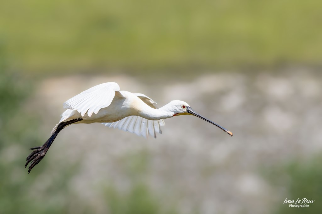 Atterissage de la Spatule Blanche - Baie de Somme (80) - 2024 Ivan Le Roux Photographie