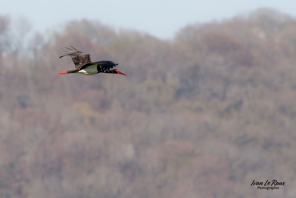 Cigogne Noire - Réserve Naturelle de l'Estuaire de la Seine  (76) - 2023 - Canon EOS R7 -  Sigma 500 mm F/4 OS HSM SPORTS 500 mm  1/1250s, f/7.1 ISO 400  Priorité Ouverture​ Ivan Le Roux Photographie ILR 
