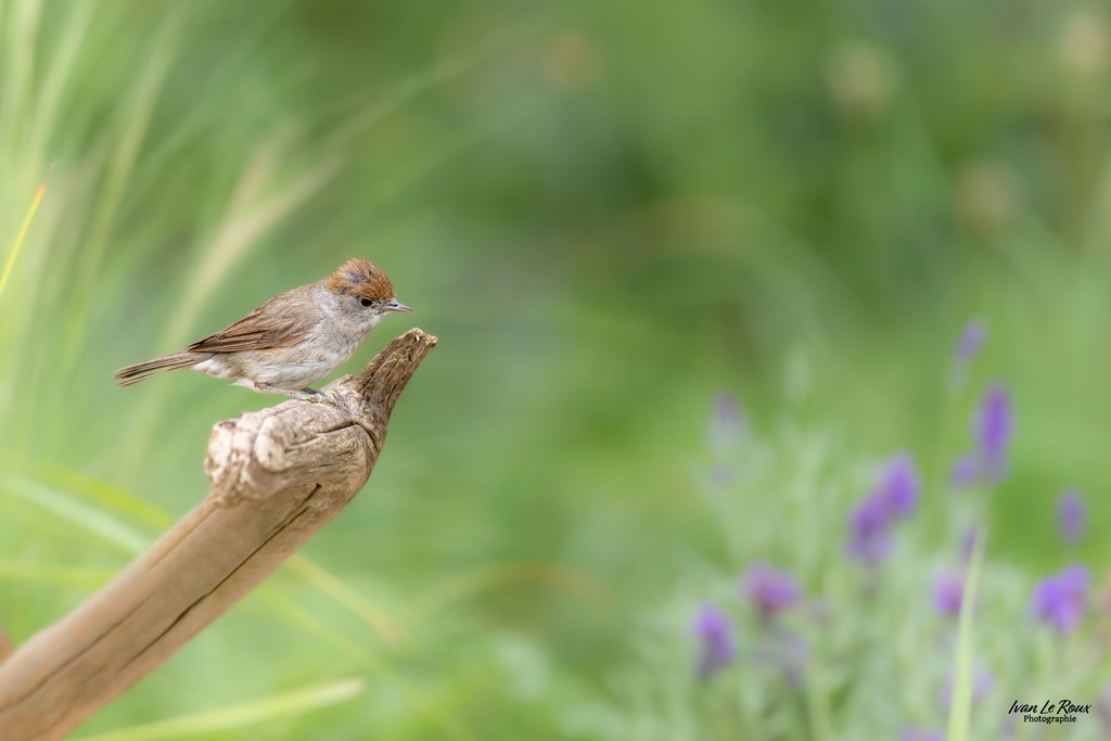 Fauvette à tête noire - Romilly-la-Puthenaye (27) Ivan Le Roux photographie