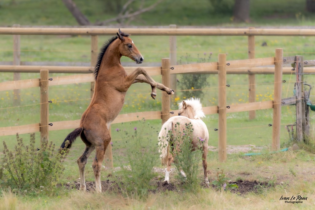Haras de Bougy - Romilly-la-Puthenaye (27) - 2024 - Ivan Le Roux photographie