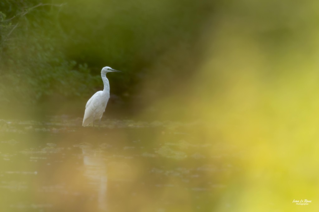 Aigrette garzette - Romilly-la-Puthenaye (27) - 2025