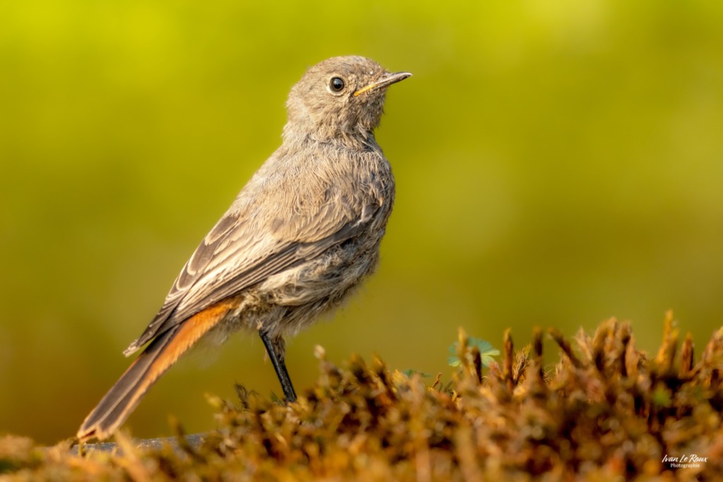Rougequeue noir  - Romilly-la-Puthenaye (27) - 2025 - Ivan Le Roux Photographe