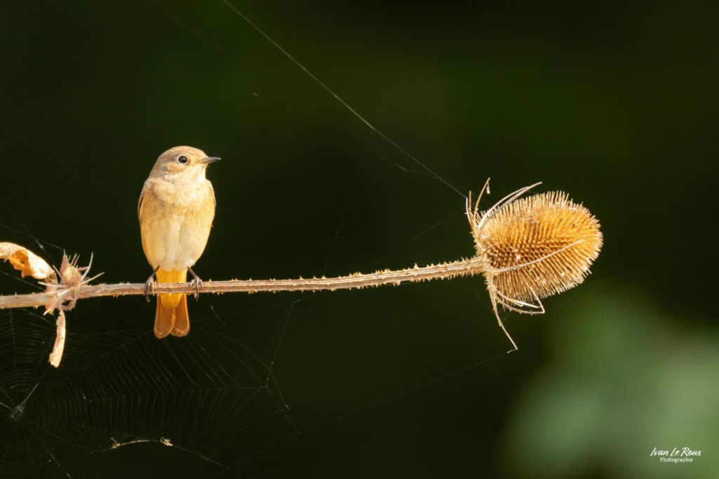 Rougequeue à front blanc  - Romilly-la-Puthenaye (27) - 2025 - Ivan Le Roux Photographe