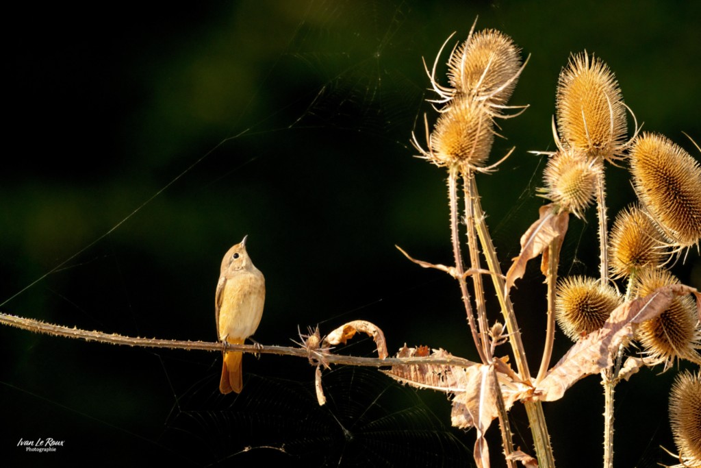 Rougequeue à front blanc dans les cardères  - Romilly-la-Puthenaye (27) - 2025 - ivan Le Roux Photographe Normandie
