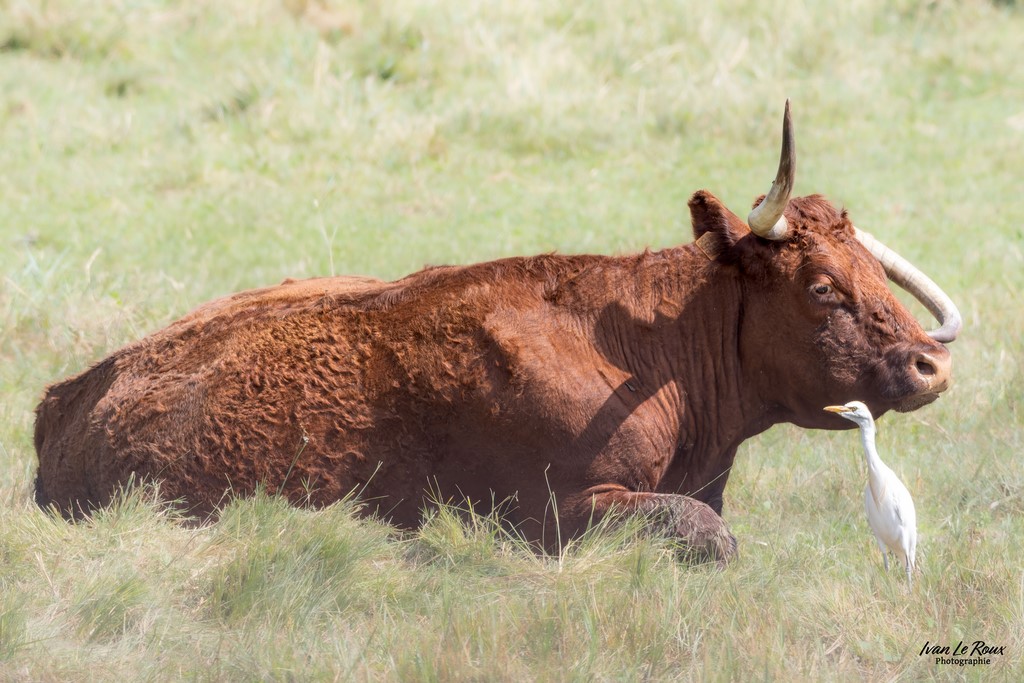Vache Highland et Héron Garde-boeuf  -  Estuaire de la Seine (76) - 2024 Ivan Le Roux Photographe Normandie