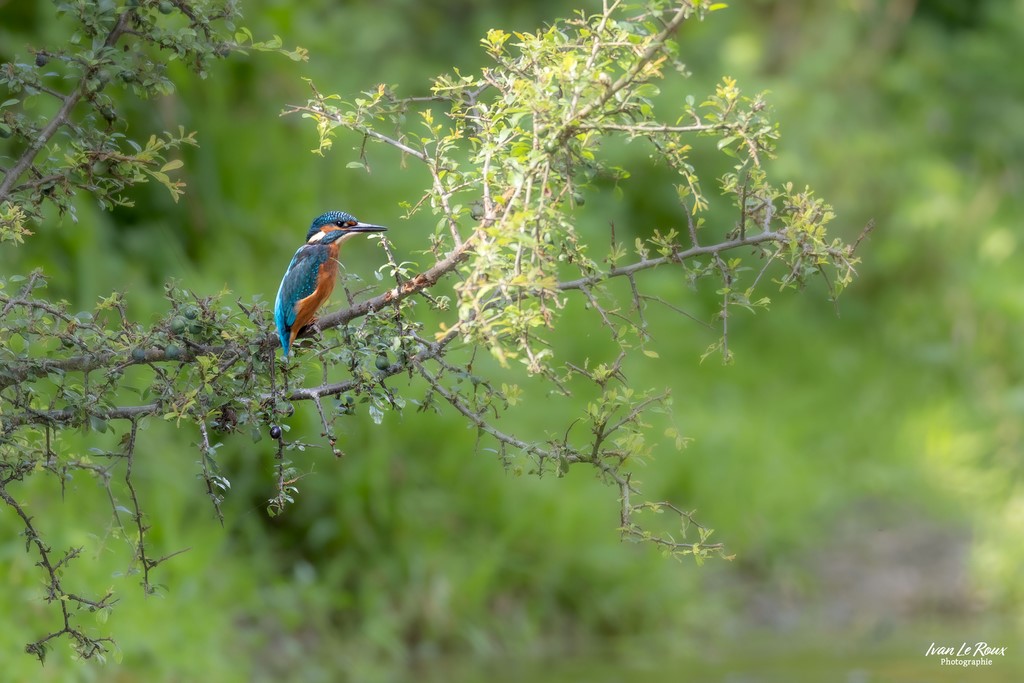 Martin Pêcheur sur les bords de Risle - Romilly-la-Puthenaye (27) - 2024 - Ivan Le Roux Photographie