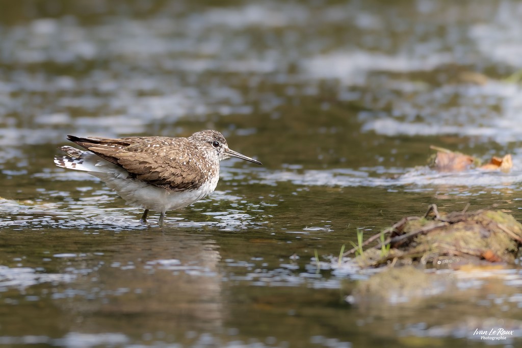 Chevalier Cul-blanc sur la Risle - Romilly-la-Puthenaye (27) - 2024 Ivan Le Roux Photographie