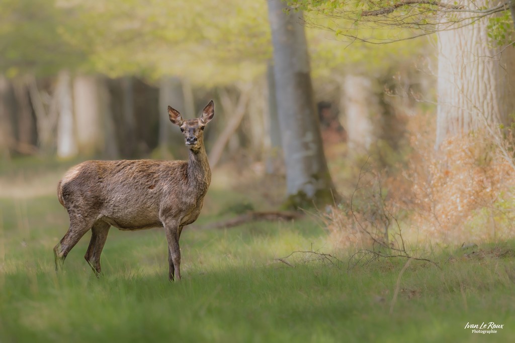 ILR Photographie Ivan Le Roux Biche en forêt de romilly la puthenaye  Normandie