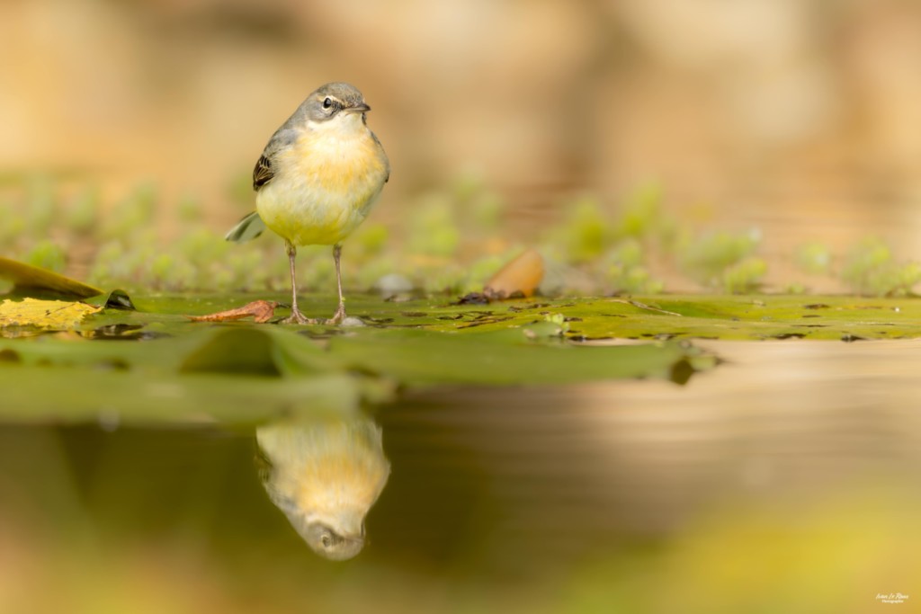 Bergeronnette des ruisseaux  - Romilly-la-Puthenaye (27) - 2025 Photographe Normandie Ivan Le Roux