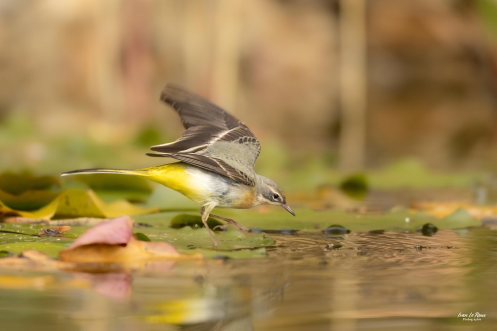 Bergeronnette des ruisseaux au milieu d'une mare posée sur des Nénuphars  - Romilly-la-Puthenaye (27) - 2025 - ivan Le Roux Photographe