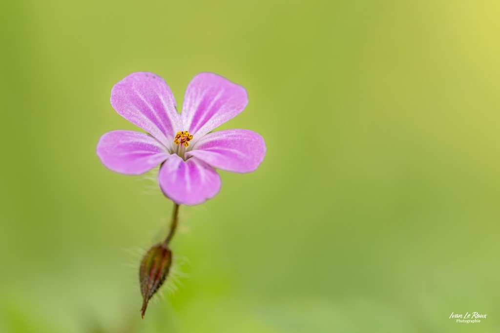 Géranium - Romilly-la-Puthenaye (27) - 2023 - Canon EOS R7, Sigma 105mm F2.8 EX DG OS HSM Ivan Le ROux Photo Normandie