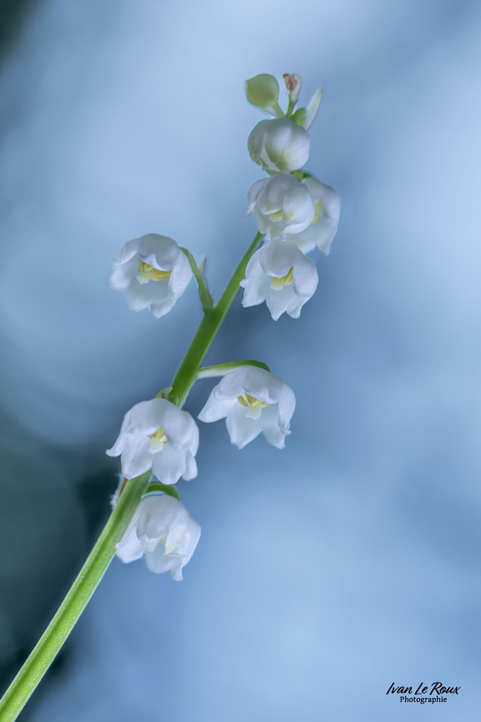 Brin de Muguet - Romilly-la-Puthenaye (27) - 2023 - Canon EOS R7, Sigma 105mm F2.8 EX DG OS HSM Photographe Ivan Le Roux Normandie