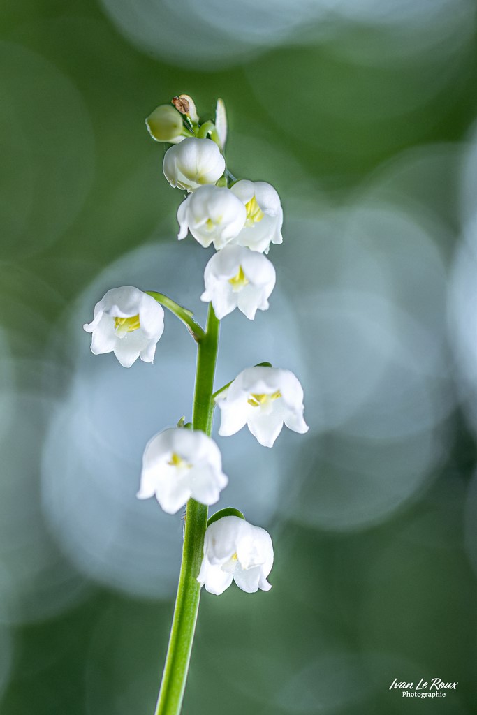 ILR Photographie Ivan Le Roux Photographe Brin de Muguet - Romilly-la-Puthenaye (27) - 2023 - Canon EOS R7, Sigma 105mm F2.8 EX DG OS HSM, 105 mm flare