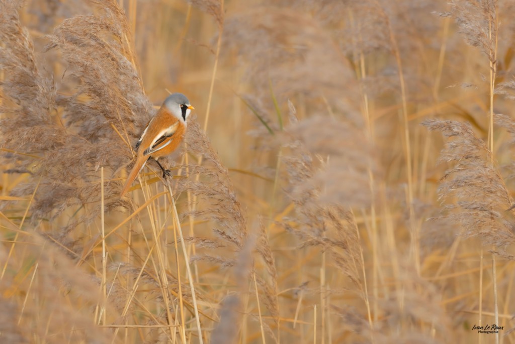 Panure à Moustaches mâle  - Estuaire de la Seine (76) - 2025 Ivan Le Roux photographie