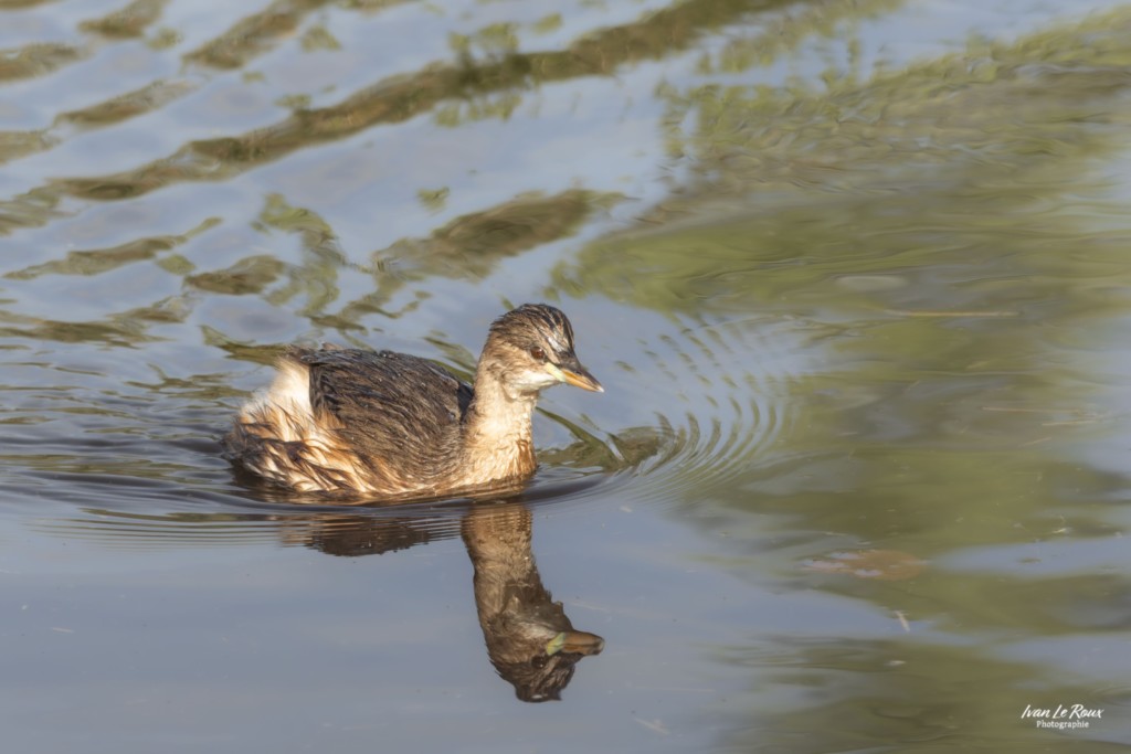 Grèbe castagneux - 2025 - Estuaire de la Seine (76) Ivan Le Roux Photographe animalier