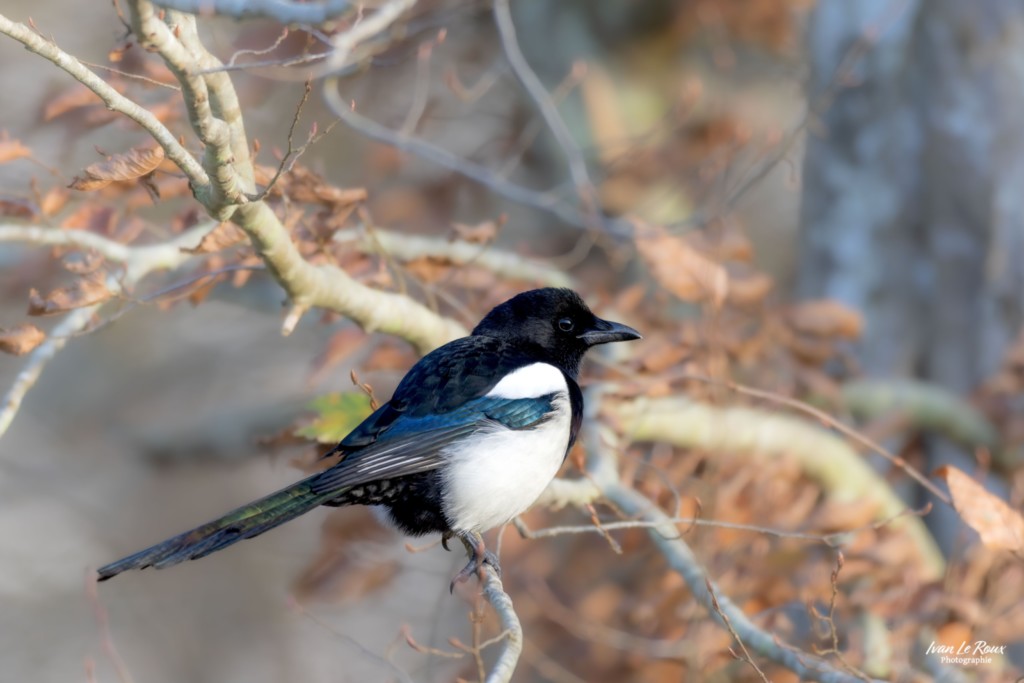 Pie bavarde - Romilly-la-Puthenaye (27) - 2024  Ivan Le Roux Photographie