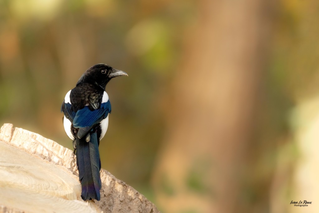 Pie bavarde - Romilly-la-Puthenaye (27) - 2025 - photographe animalier ivan Le Roux