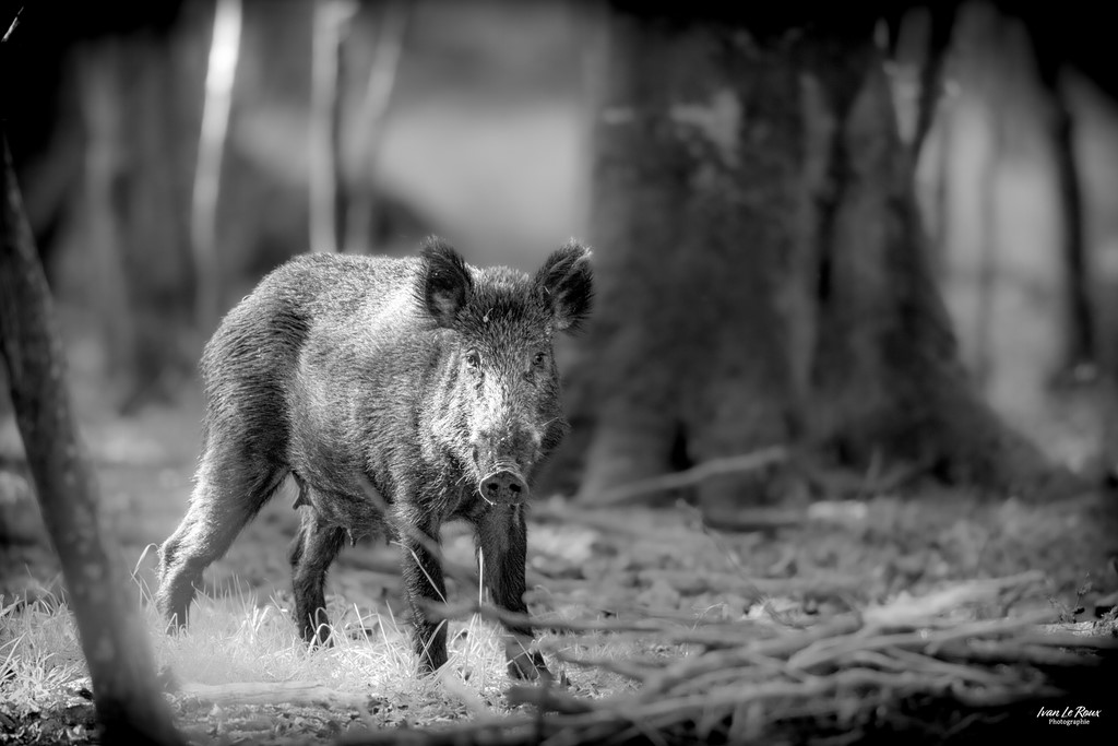La Laie -  Beaumont-le-Roger (27) - 2023 - Canon EOS R7 -  Sigma 500 mm F/4 OS HSM SPORT  Photographie animalière ivan Le Roux Normandie