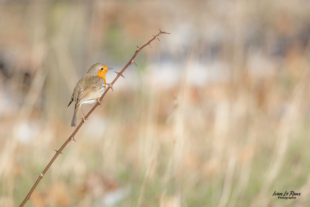 Mon ami le Rouge-Gorge - Drink Romilly-la-Puthenaye (27) - 2024 - Ivan Le Roux Normandie