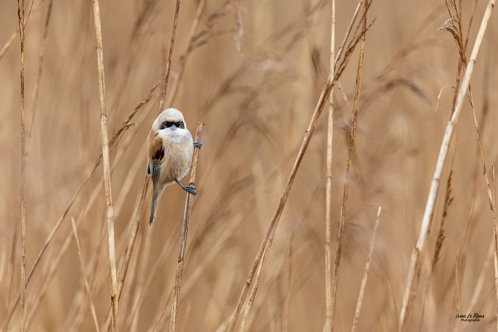 Rémiz penduline - Roselière de la réserve naturelle de l'estuaire de la seine (27) Photographe Ivan Le Roux