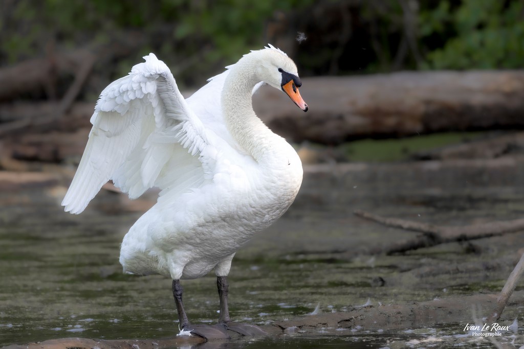 Le Cygne s'ébroue - 2023 - Canon EOS R7 -  Sigma 500 mm F/4 OS HSM SPORT photographe Ivan Le Roux Normandie