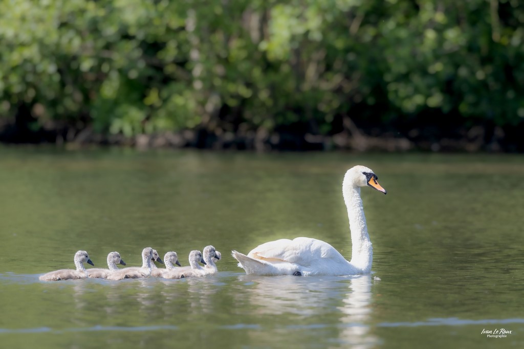Cygne à la queue leu leu... - 2023 - Canon EOS R7 -  Sigma 500 mm F/4 OS HSM SPORT Photographe Ivan Le Roux Normandie