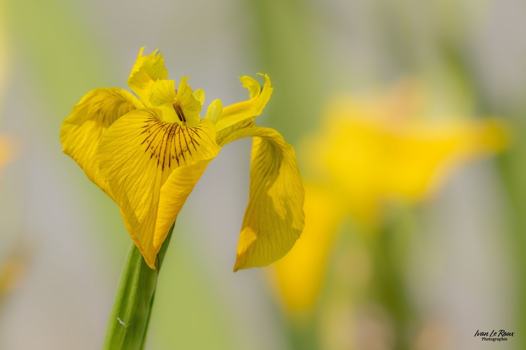 Iris des Marais - 2023 - Canon EOS R7 -  Sigma 500 mm F/4 OS HSM SPORT Photographie Ivan Le Roux Normandie