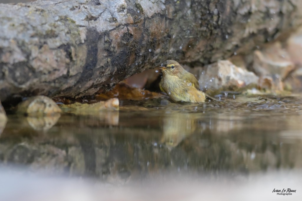 Baignade du Pouillot véloce - Romilly-la-Puthenaye (27) Normandie