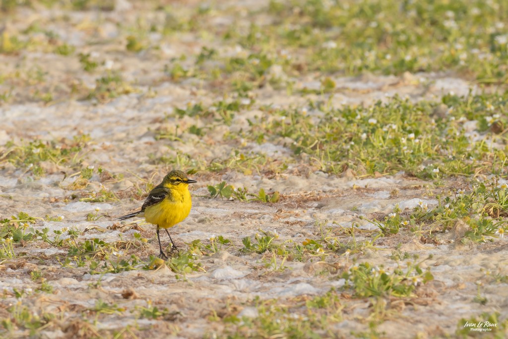 Bergeronnette Flavéole - Réserve Naturelle de l'Estuaire de la Seine  (76) - 2023 - Canon EOS R7 -  Sigma 500 mm F/4 OS HSM SPORTS 500 mm Ivan Le Roux Photographie Normandie