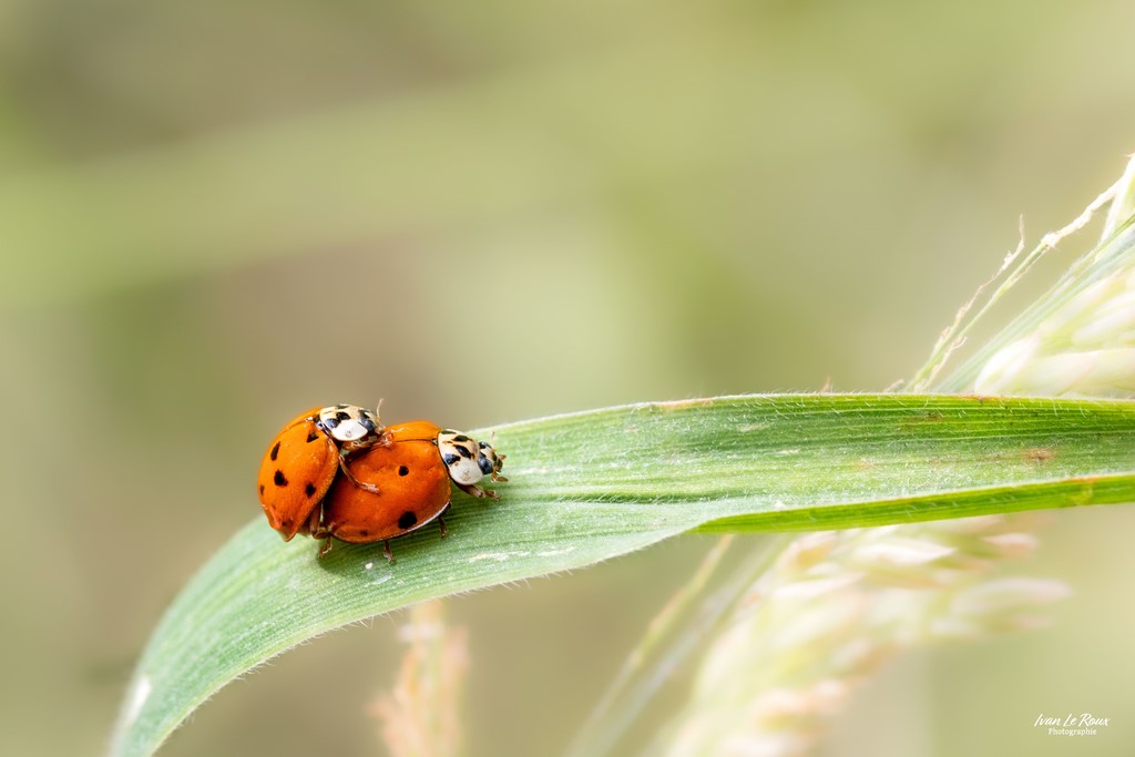 Coccinelles interdit  aux - de 18 ans - Romilly-la-Puthenaye (27) - 2023 - Canon EOS R7, Sigma 105mm F2.8 EX DG OS HSM, 105 mm, Ivan Le Roux photographe