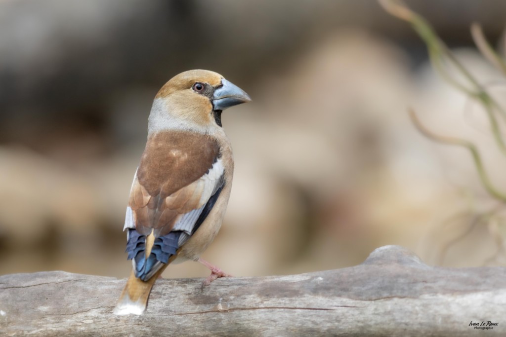 Grosbec casse-noyaux - Romilly-la-Puthenaye (27) Normandie