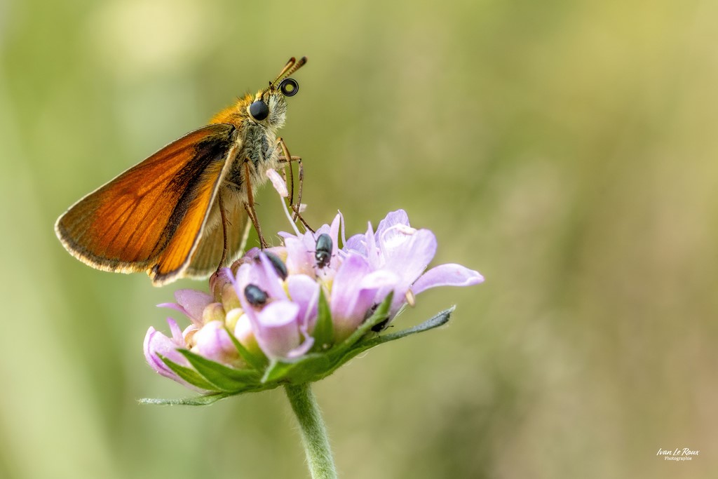 Hespérie du Dactyle - Romilly-la-Puthenaye (27) - 2023 - Canon EOS R7, Sigma 105mm F2.8 EX DG OS HSM, 105 mm Ivan Le Roux Photographie normandie
