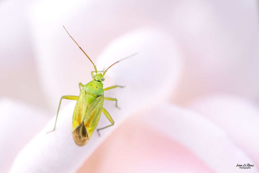 Ma maison est une rose ! - Romilly-la-Puthenaye (27) - 2023 - Canon EOS R7, Sigma 105mm F2.8 EX DG OS HSM, 105 mm, 1/800s, f/5.6 ISO 800  Priorité Ouverture Ivan Le ROux Photographie