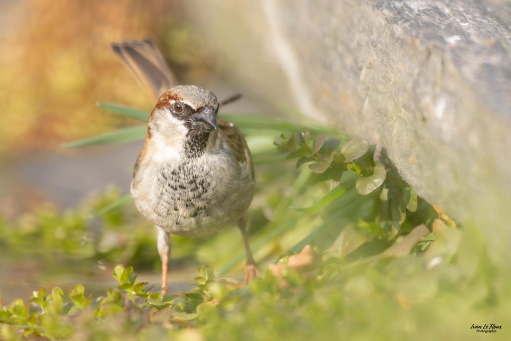 Moineau domestique - Romilly-la-Puthenaye (27)