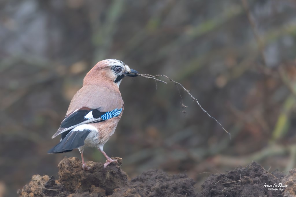 Le Geai des chênes prépare le nid - Romilly-la-Puthenaye (27) - 2024 - Canon EOS R7,  Sigma 500 mm F/4 OS HSM SPORTS Ivan Le Roux Photographe animalier